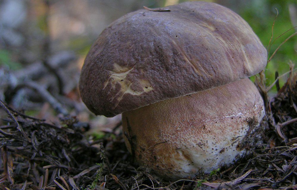 Piove domani si va a funghi.....